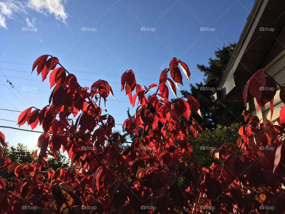 Red leaves against the sky.
