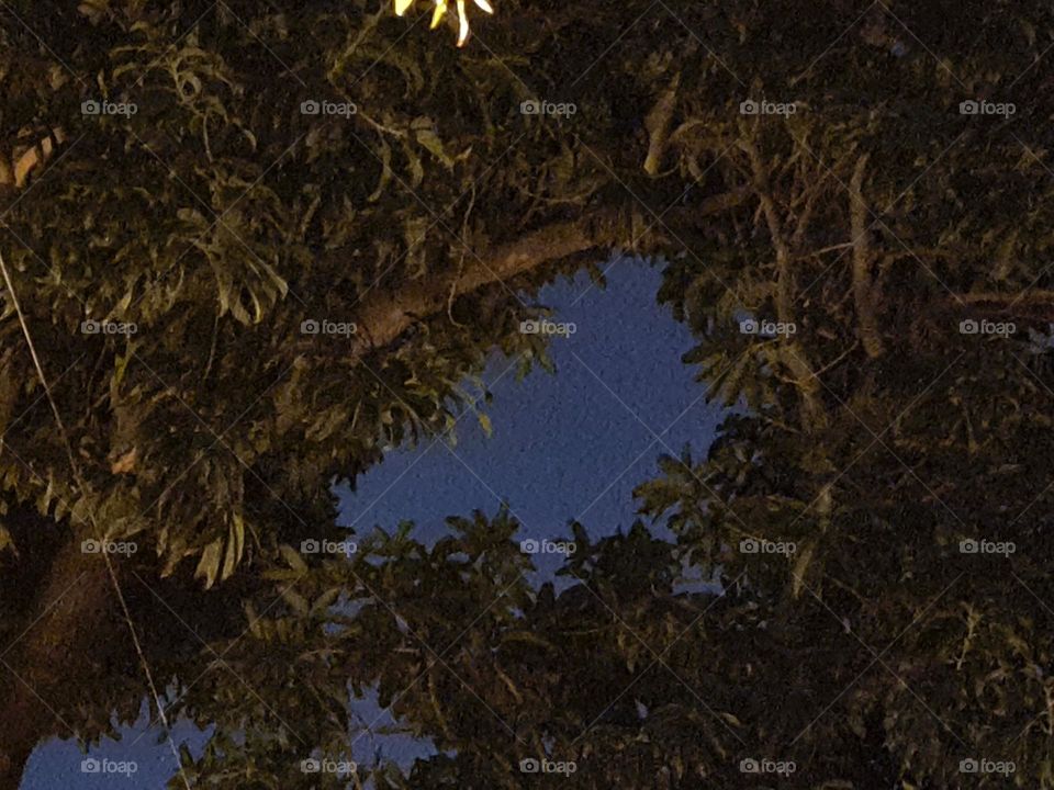 Night Sky peeping through a mango tree