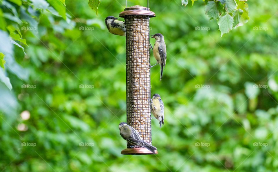 Birds at bird feeder