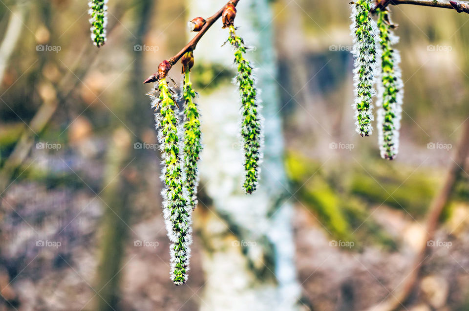 Close-up of flowering plant.