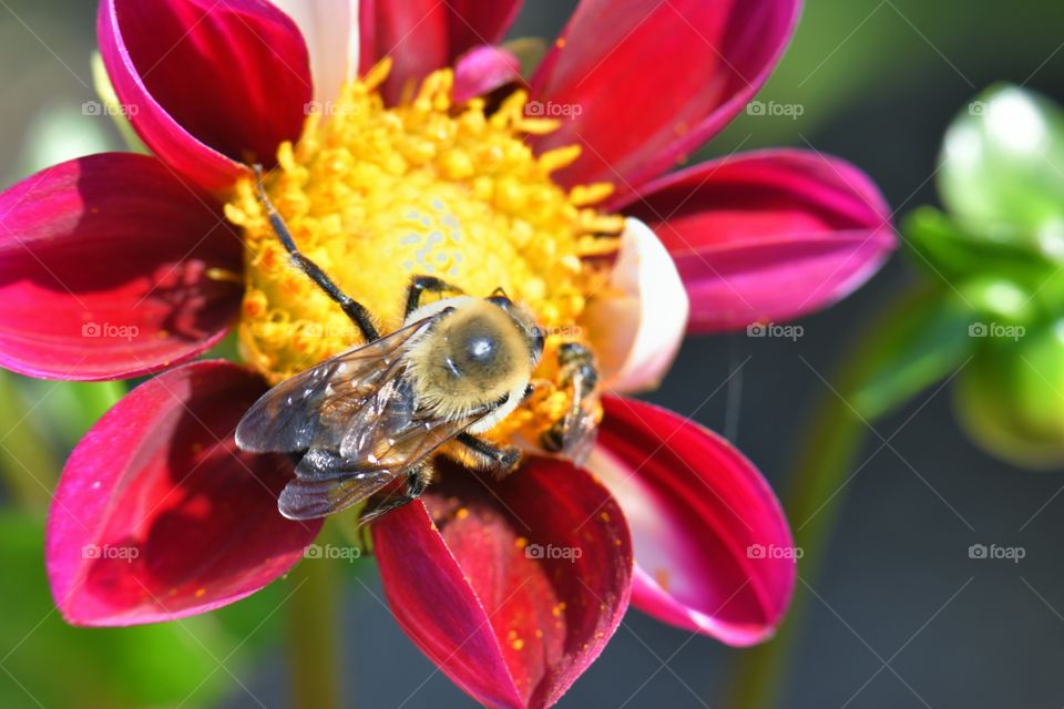 bee