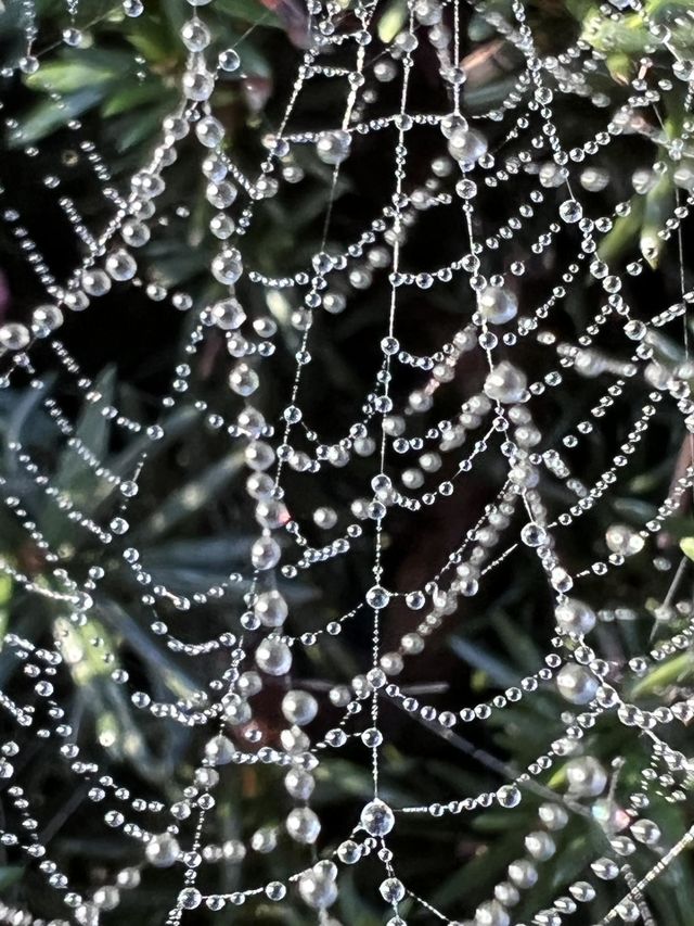 Spiderweb