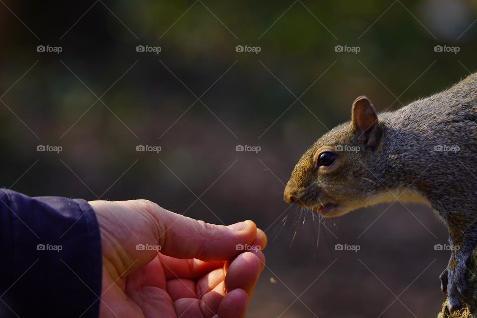 feeding the squirrel 