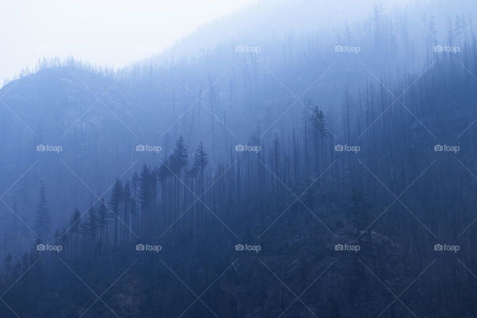 Wildfire haze flows through a blue alpine forest