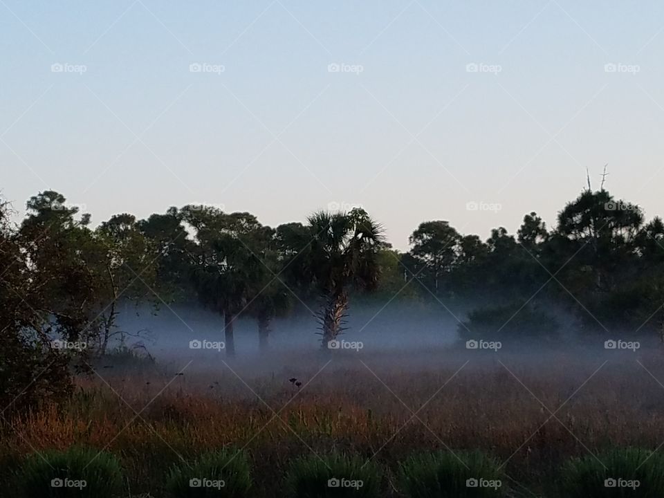spooky morning fog covers a swampy field