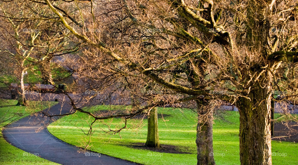 Several bare trees on green lawn