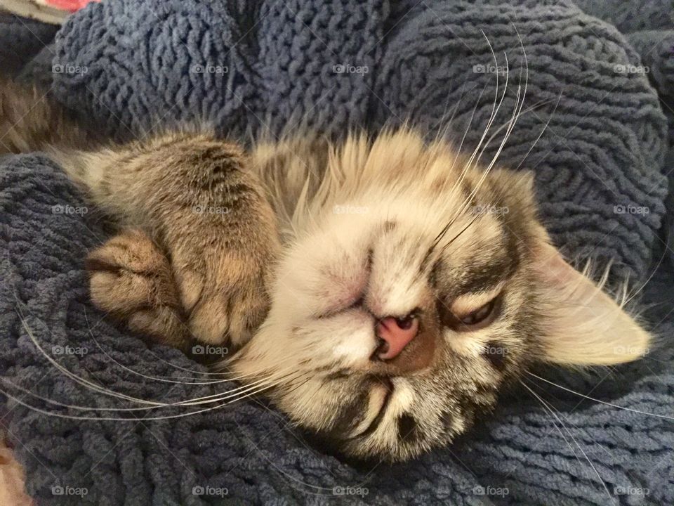 Sleeping cat blue