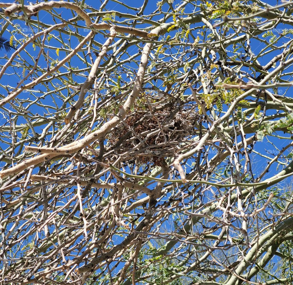 Bird's Nest Amidst Spring Buds