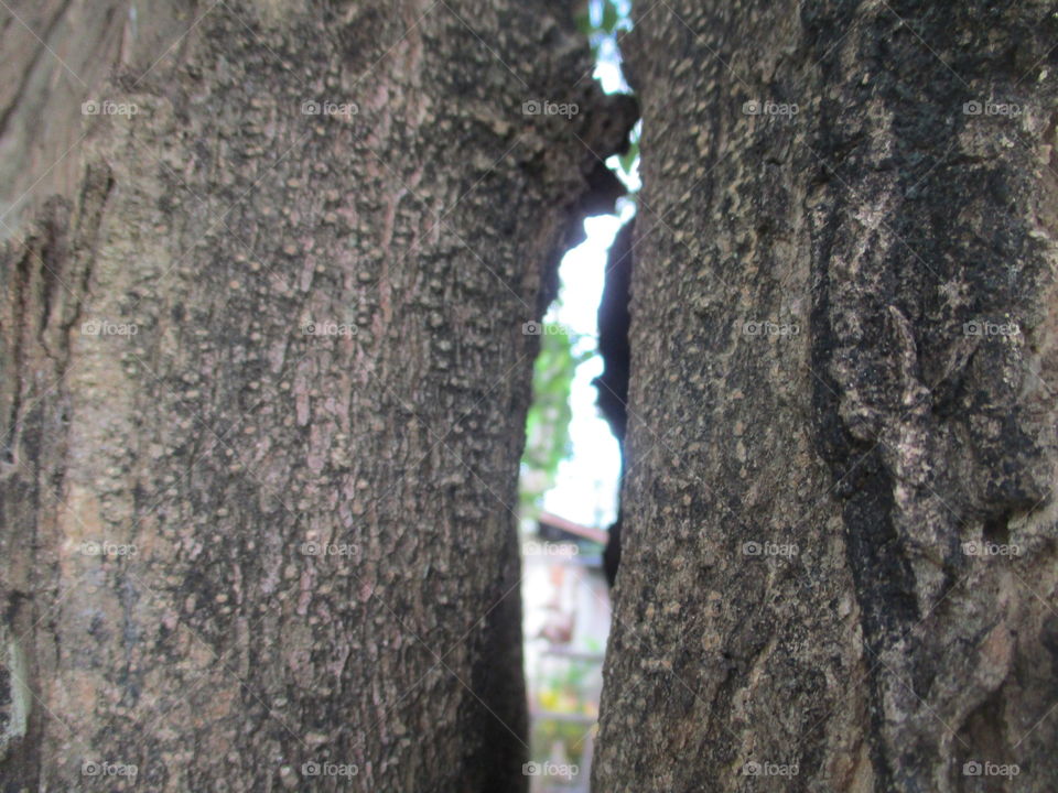 grey bark trees