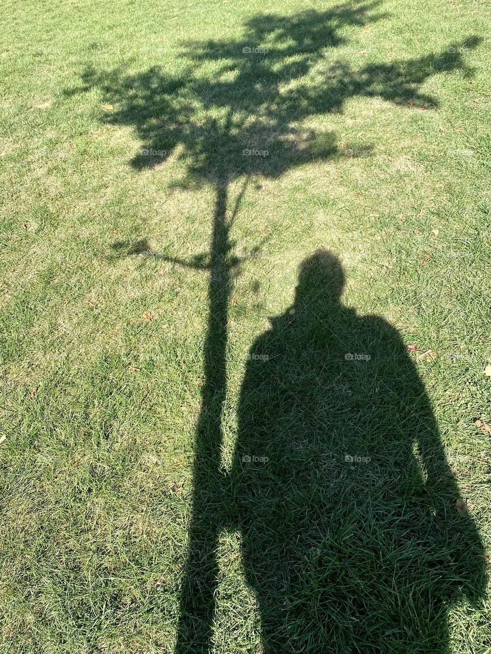 Shadows of tree and woman 