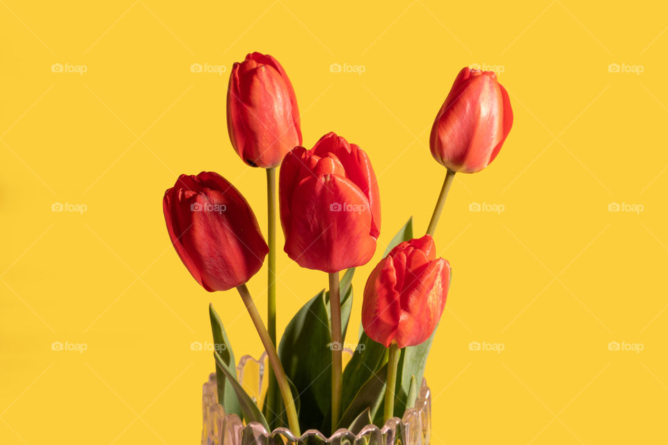 Red tulips in glass vase close up. Yellow background