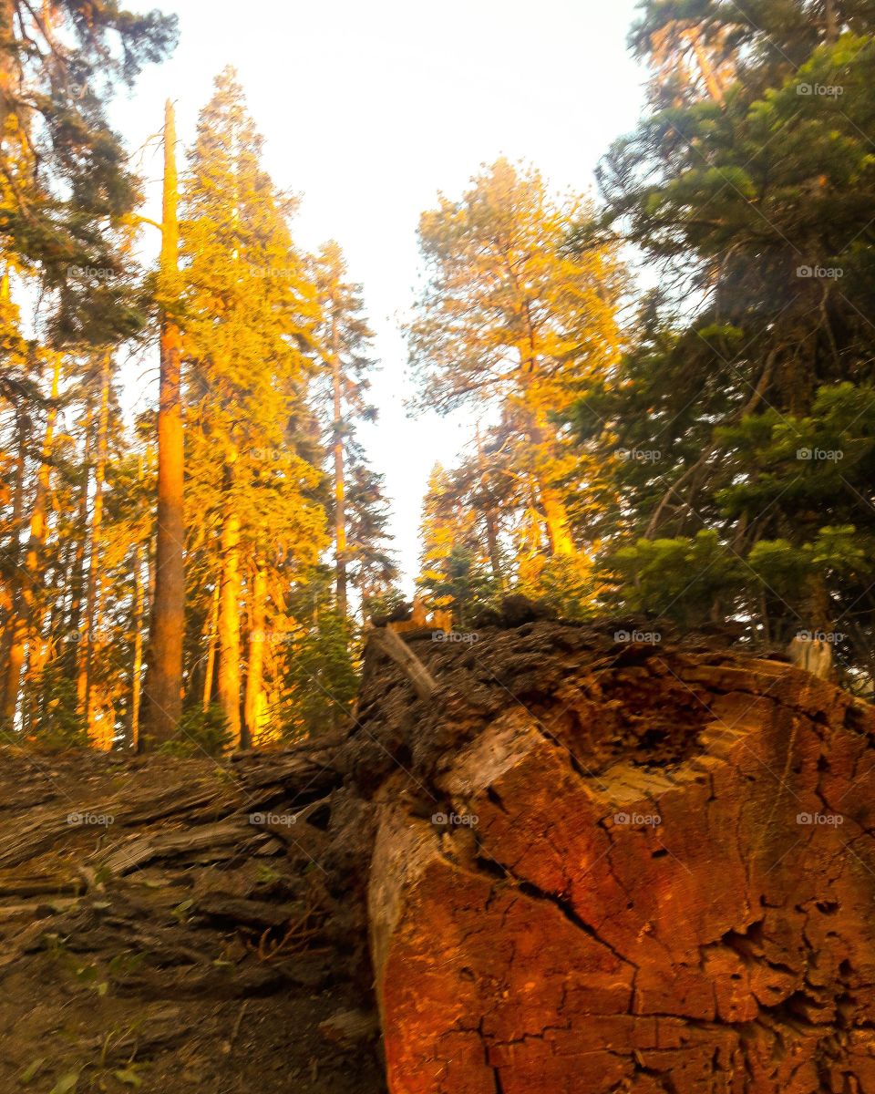 Yosemite Pine Trees