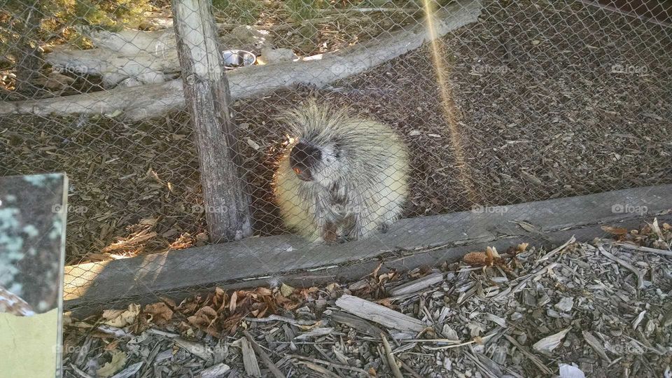 porcupine