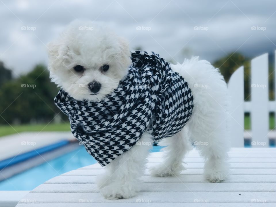 Fluffy Bichon puppy body shot alongside pool wearing tooths hound scarf keeping him warm and cozy with storm clouds in sky. 