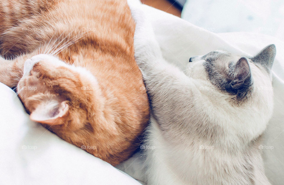 Close-up of two sleeping cat