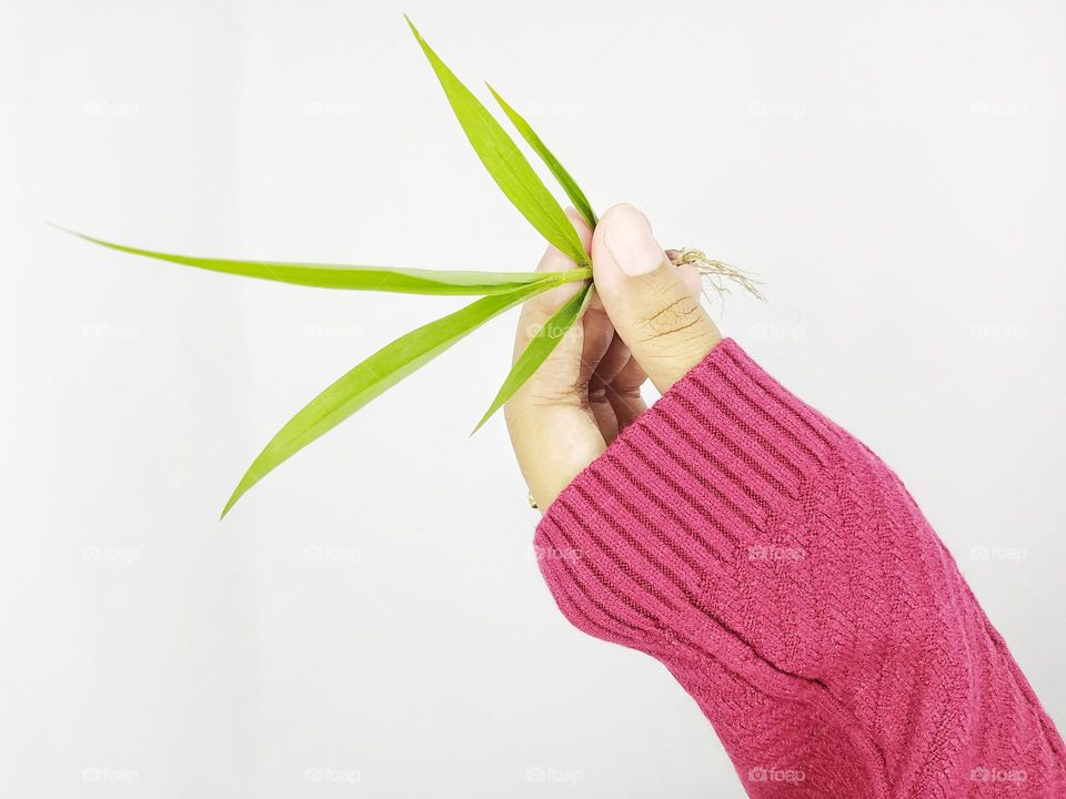 A female hand wearing magenta sweater, holding a green grass, isolated on white background