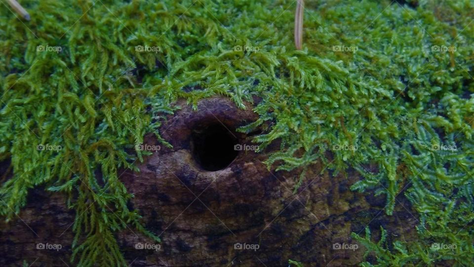 If threw a little insect, that's where I would live