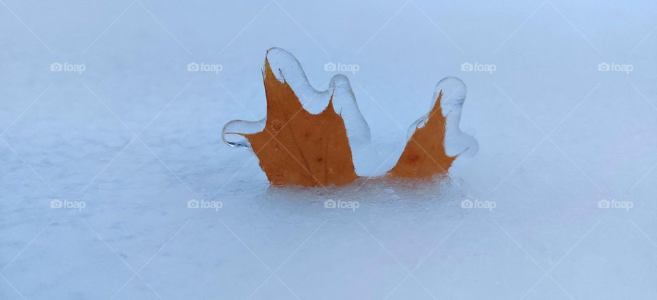 Beautiful nature. Frozen leaf in winter.