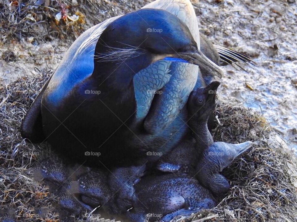 Baby Cormorants 