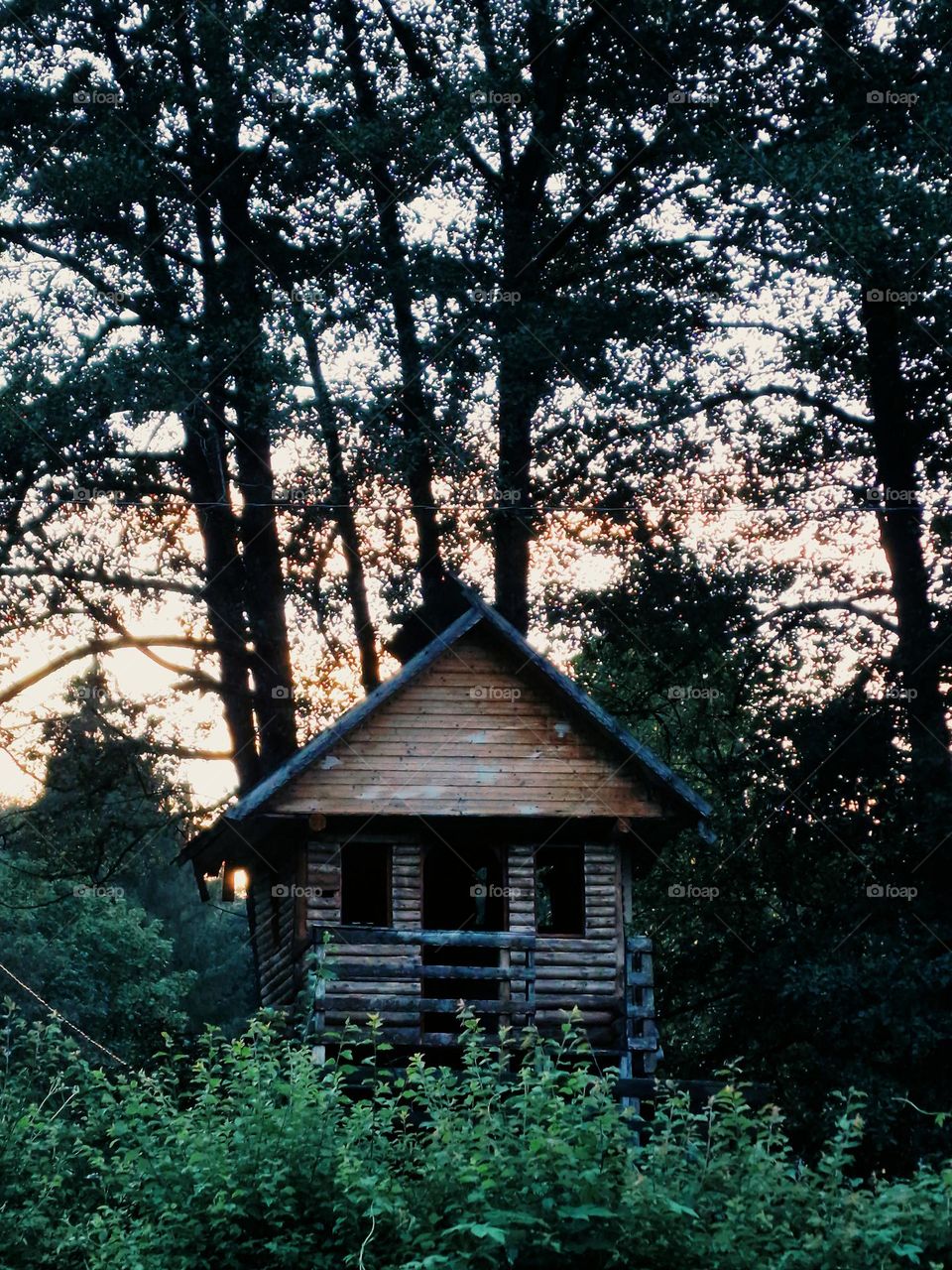 the tree house in the forest