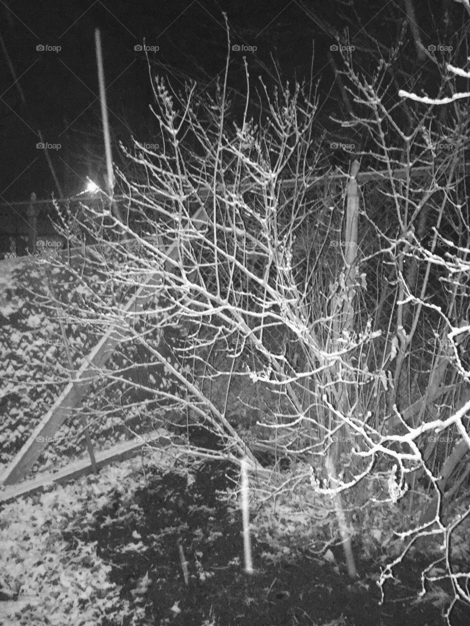 Black and white picture in the dark of a snowy bush