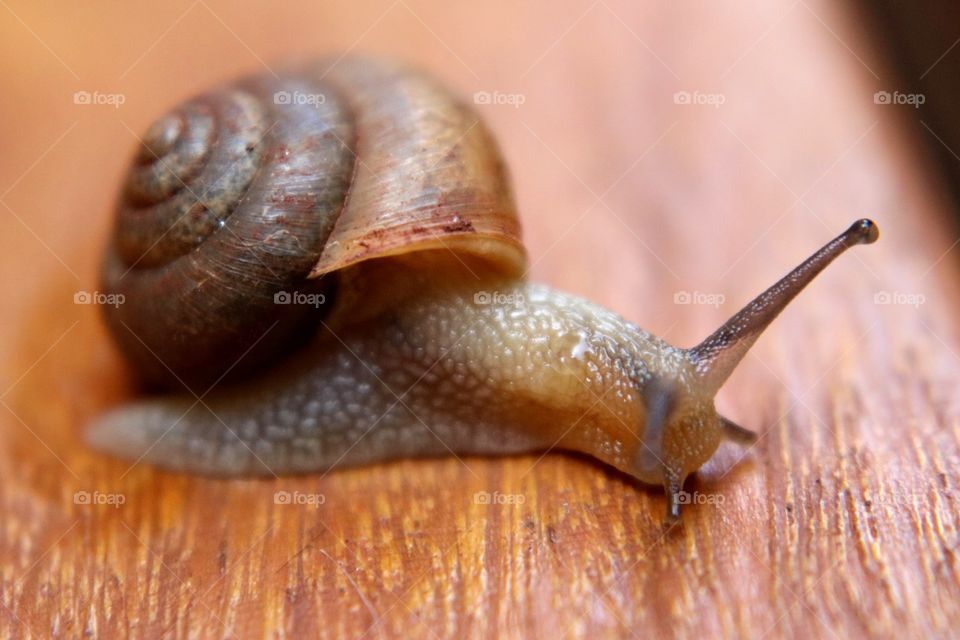 Snail walking on the wood