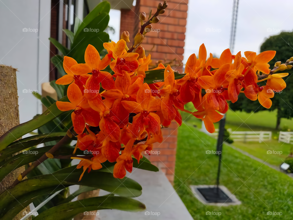 Mokara Orchids