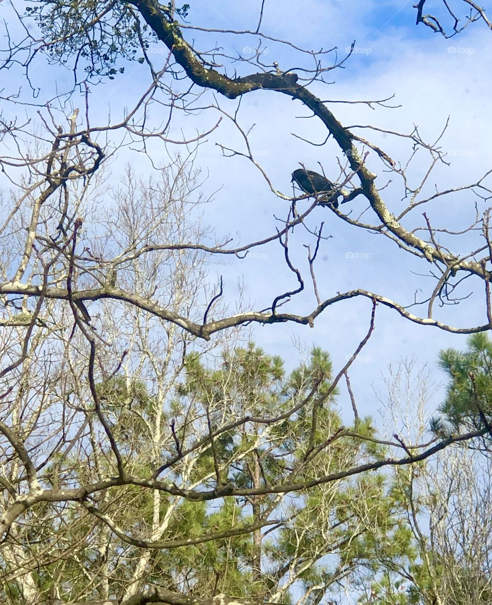 Redwing blackbird perched on bare tree limb