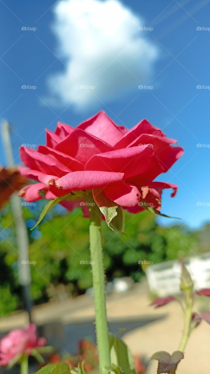 Red rose photographed in a farm garden