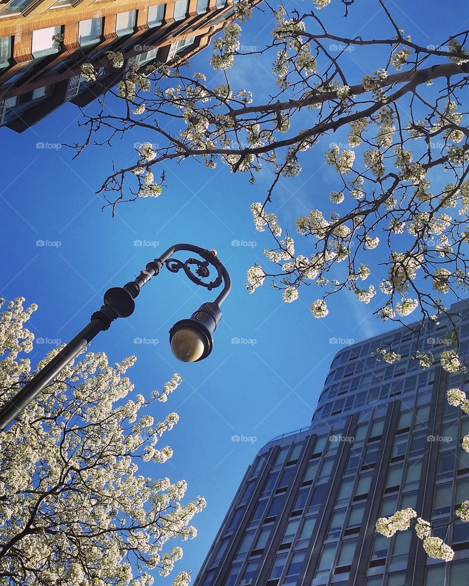 Spring in New York