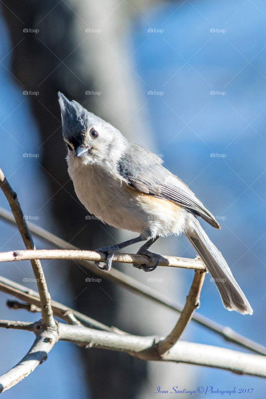 Tufted titmouse perched on twig