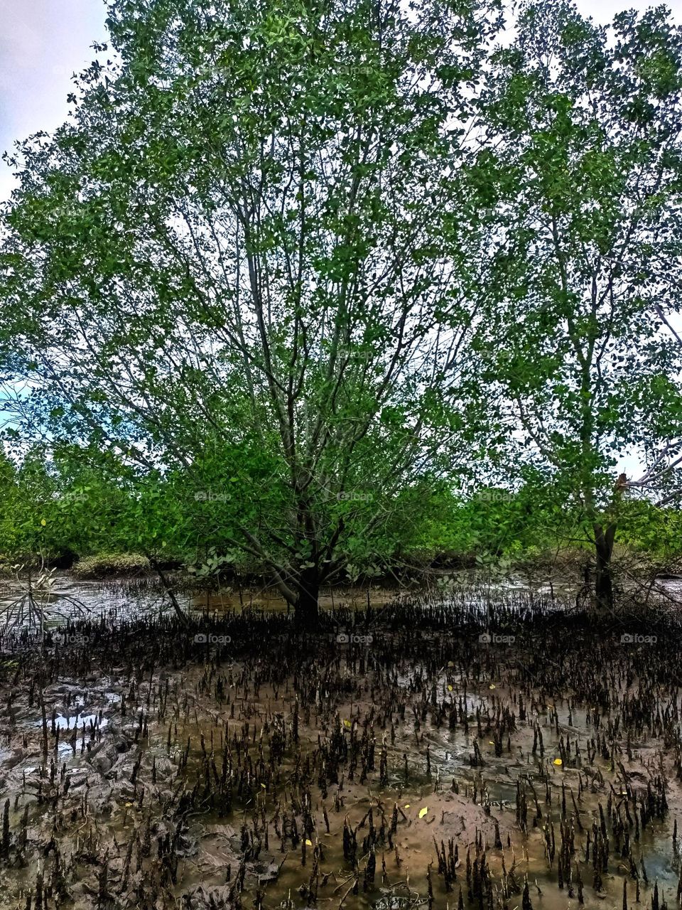 Cone roots of Sonneratia Mangroves
found in North Sumatra, Indonesia. The roots grow vertically up from the
underground root system.