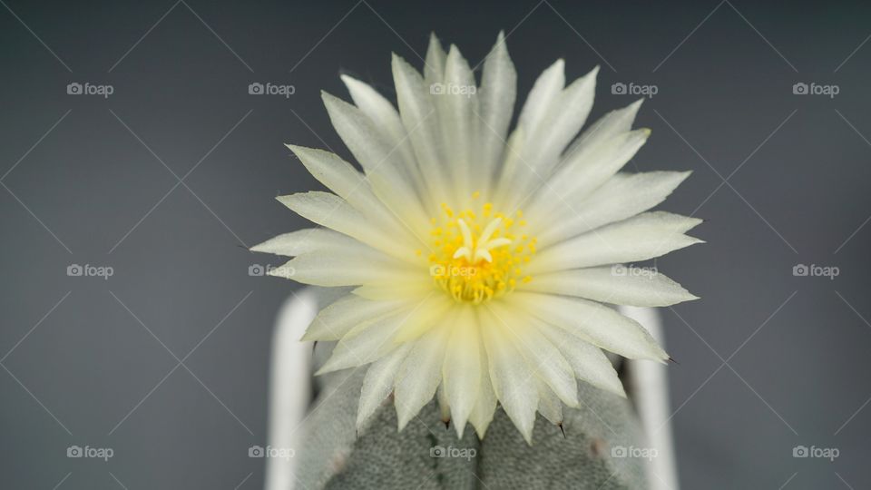 cactus flower
