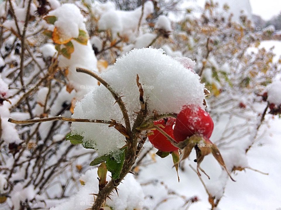 Close-up of frozen plant