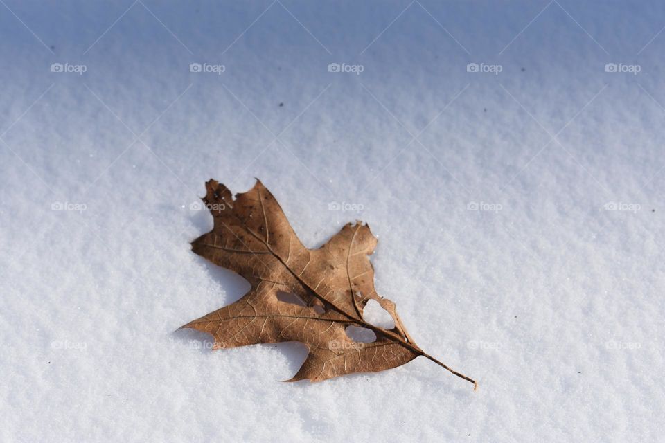 Brown autumn leaf on fresh white snow