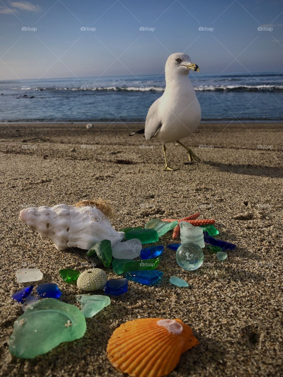 Foap Mission Moment! Seagull With his Beach Glass!