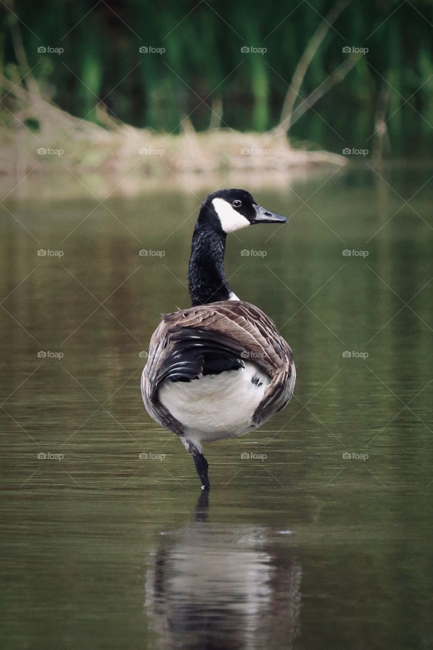 A Canadian goose finds quiet respite in an estuary near Chambers Bay, Washington 