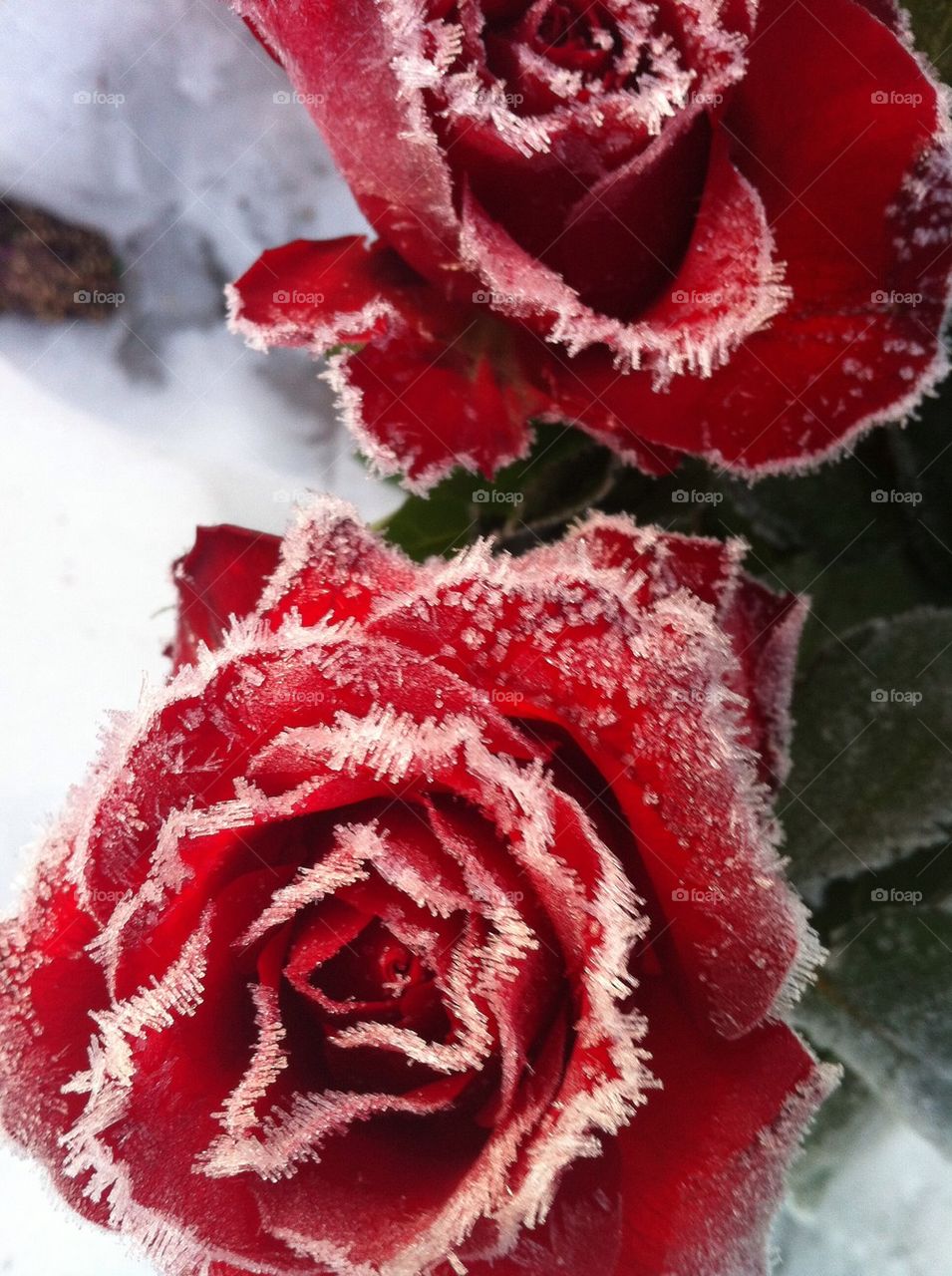 red sorrow memories sweden by anetteaventyr