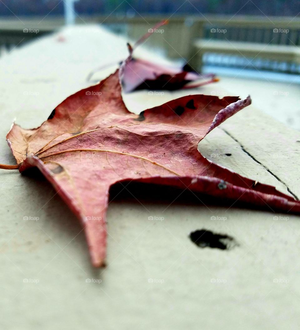 leaves on dock railing