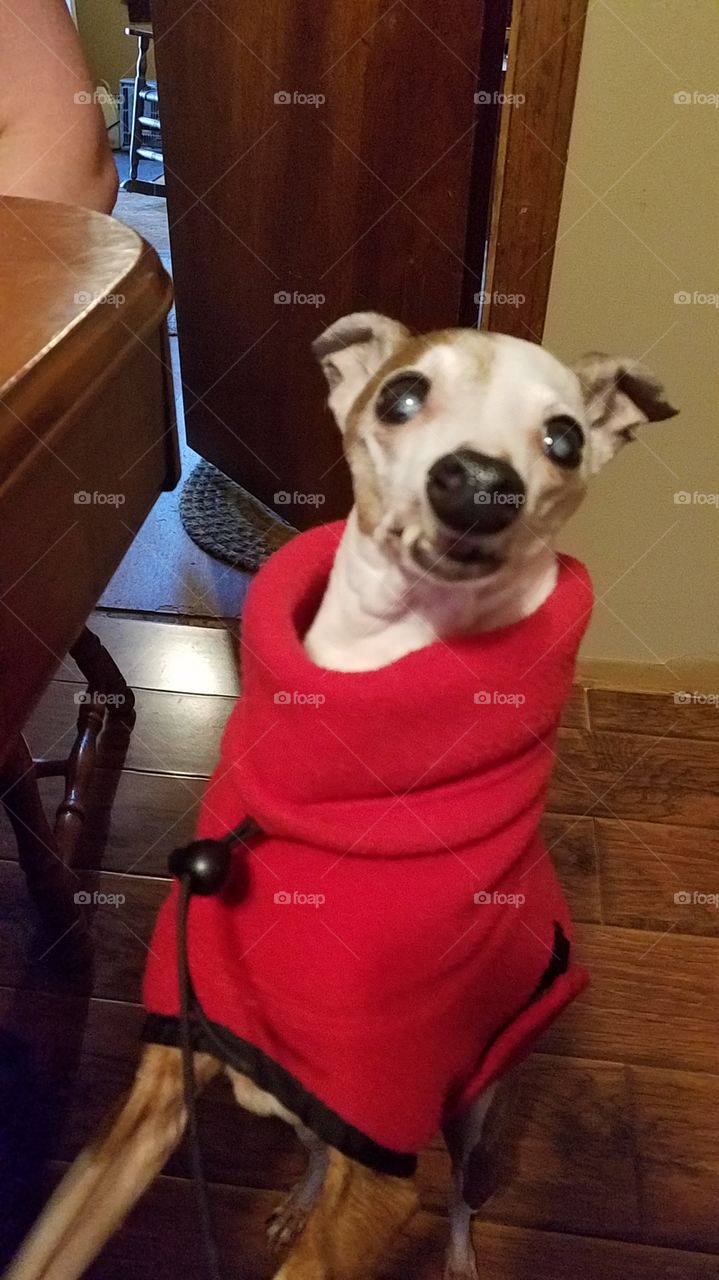 Dogs of the USA! Dog in sweater.