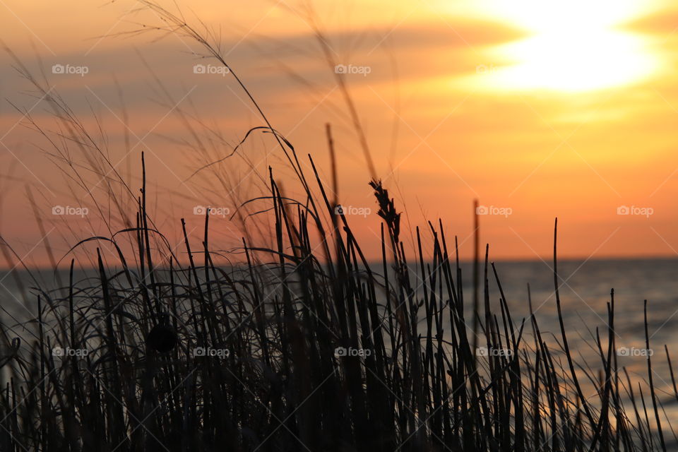 Reed grass blowing in wind near the shores of Lake Erie at sunset