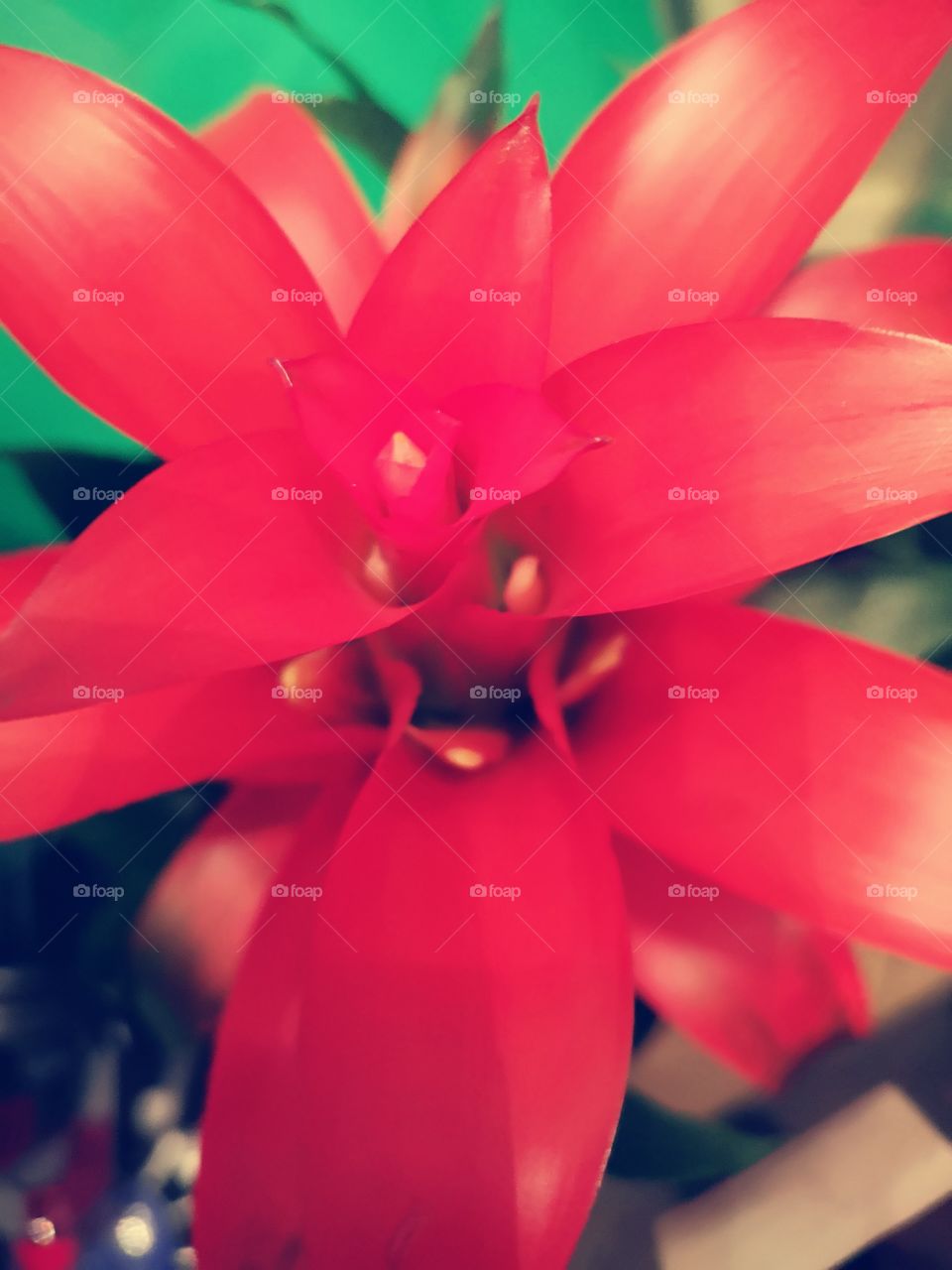 02-11-18 Red flower