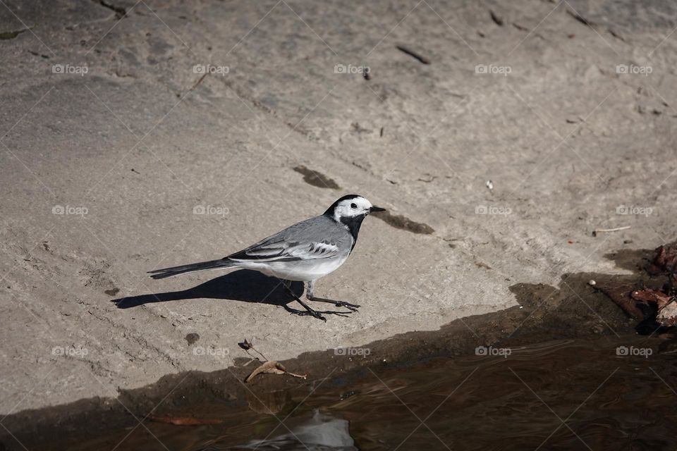 Photo of beautiful White wagtail standing on ground in Prague, Czech Republic near water.