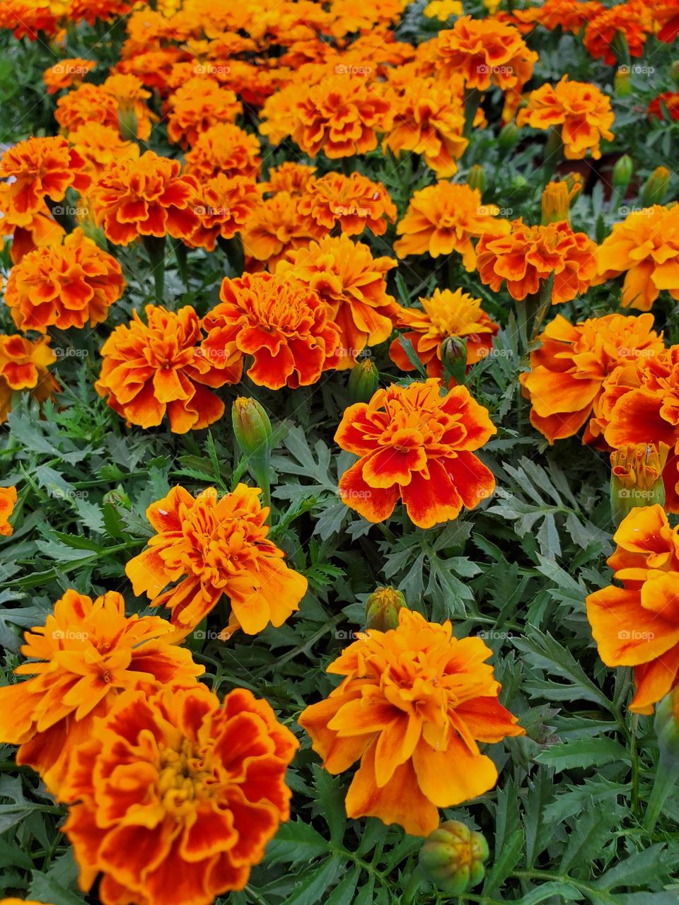 Marigolds in Spring Bloom