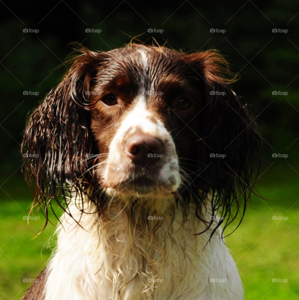 dog portrait springer by janicefairhurstphoto