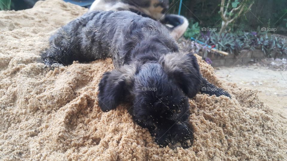 Shih Tzu puppies are happy to sleep on the sand pile.