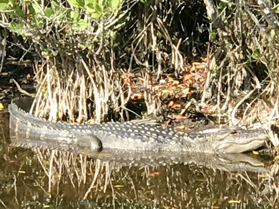 Alligator Merritt Island Wildlife Refuge 