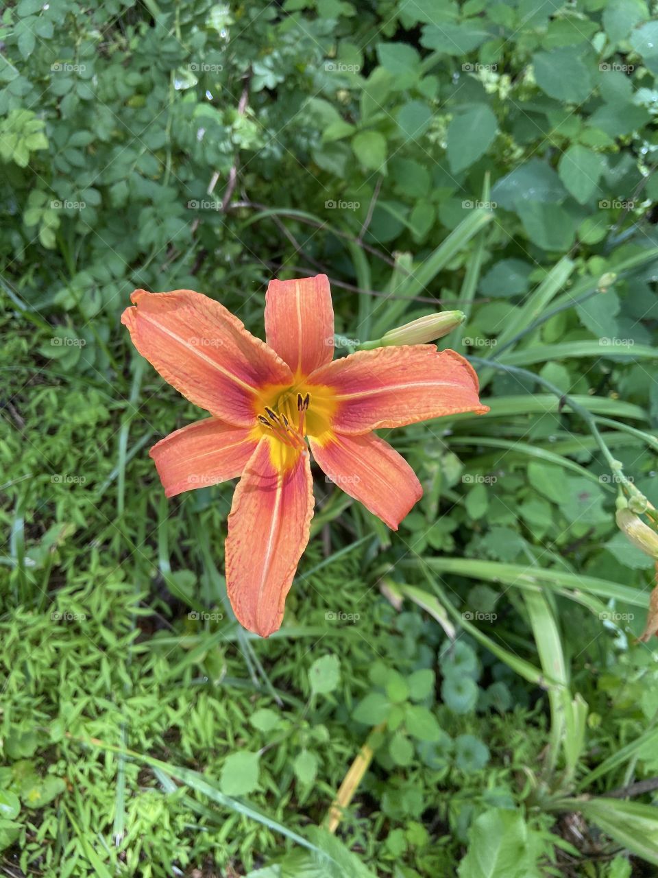 Orange flower