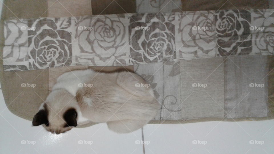 Beige kitten with brown ears matching the rug