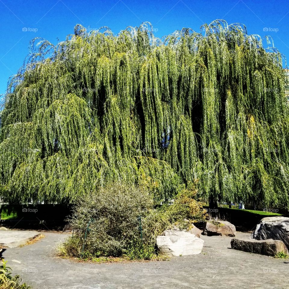 Weeping Willow